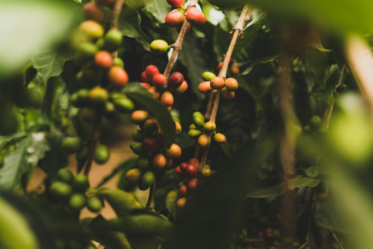 Ethiopian Yirgacheffe coffee beans